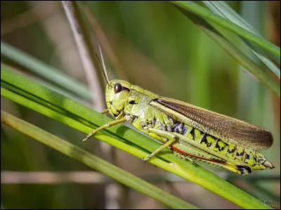 Dans quel Disney le criquet est-il utilisé comme un porte-bonheur ?