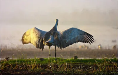 Combien de temps la grue peut-elle vivre d'après la tradition chinoise, ce qui en fait un symbole de longévité ?