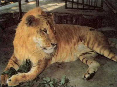 Seriez-vous capable d'identifier cet animal hybride ?