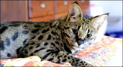 Cet animal hybride est un...