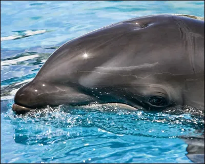 Le_______est un animal hybride.