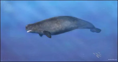 Cet animal hybride est nomm&eacute;...