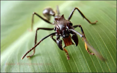 Elle fait partie du monde des insectes (6 pattes), c'est la fourmi "balle de fusil", ça vous donne une idée de ce que vous risquez si vous voulez lui faire un gros câlin, où vit-elle, d'après vous ?