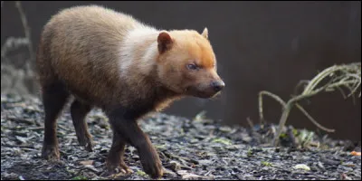 Vous pourrez voir celui-ci (avec de la patience) dans l'un de ces trois pays !