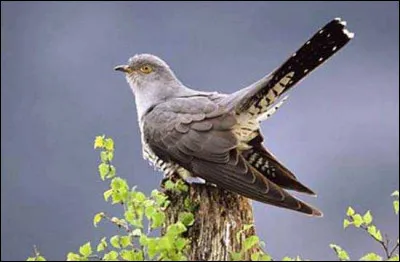 Trouvez le bon pays !