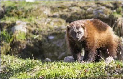 L'un des X-Men porte son nom, retrouvez son continent d'origine !