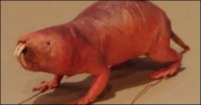 Bon, on est bien d'accord, rien à voir, selon nos critères, avec Adriana Karembeu, mais tout ce qu'on veut savoir, c'est où peut-on trouver cet animal ?