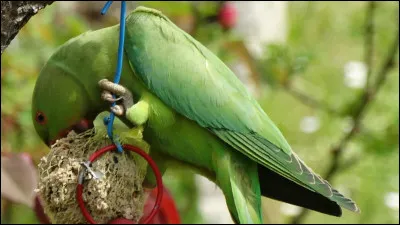 Cet oiseau est d'origine afro-asiatique, elle colonise une partie du monde et ses effectifs sont en perpétuelle augmentation