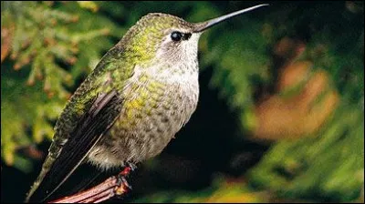 Pour trouver de la nourriture cet oiseau fait une migration de 6000 kilomètres, pour aller où d'après vous ?