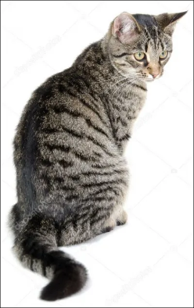 Quel est le patron de la robe de ce petit chat ?