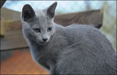 Ce petit chat est...