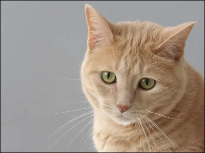 Ce joli petit chat ressemblant &agrave; la belle Temp&ecirc;te de Sable a en fait une belle robe...