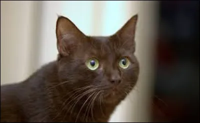 Oh ! un mignon chat &agrave; croquer, de la couleur...