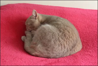 Et la meilleure robe unie pour la fin ! Cette chatte est de robe...