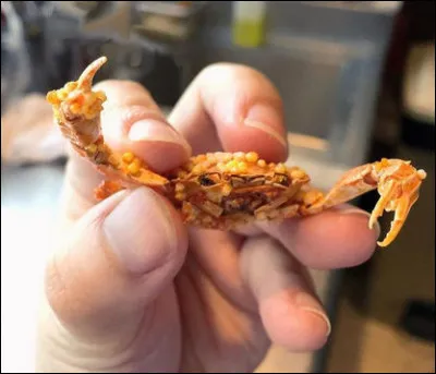 Pour suivre, quelque chose de plus croustillant, peut-être ? Mais ne lui dites pas qu'il lui ressemble, tout de même...