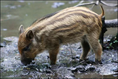 Quel âge faut-il à un marcassin pour porter le nom de sanglier ?