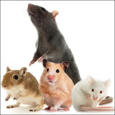 Quel rongeur des r&eacute;gions arctiques peut conna&icirc;tre des migrations de masse ?