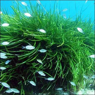 Quelle plante &agrave; fleurs aquatique est prot&eacute;g&eacute;e sur les c&ocirc;tes m&eacute;diterran&eacute;ennes fran&ccedil;ais ?