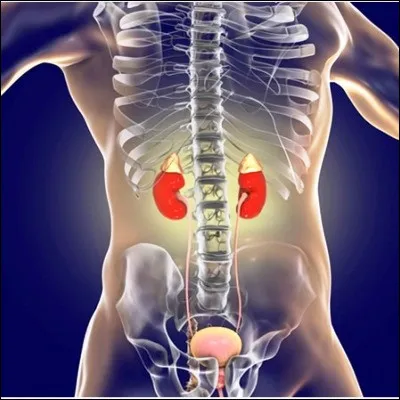 Quelle hormone synth&eacute;tis&eacute;e par les glandes surr&eacute;nales est utilis&eacute;e pour combattre les allergies ?