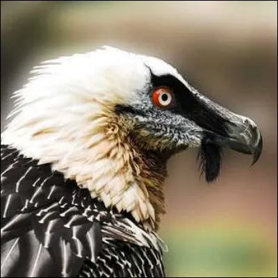 Comment appelle-t-on les pieds des gypa&egrave;tes ?