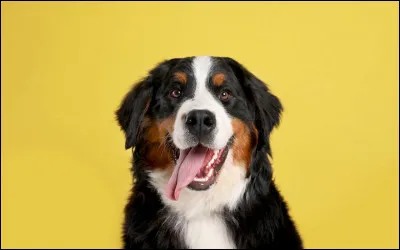 "Mon Chien stupide" est un livre de...