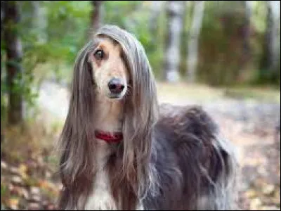 "Le Chien des Baskerville" est un livre de...