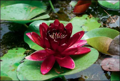 Qui est l'auteur de "Nymphéas noirs" ?