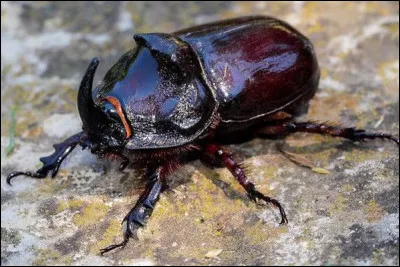 "Le Scarabée d'or" est une nouvelle de...