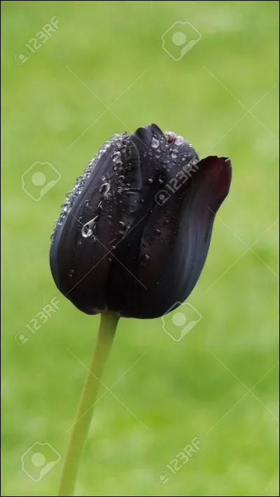 "La Tulipe noire"est un livre de...