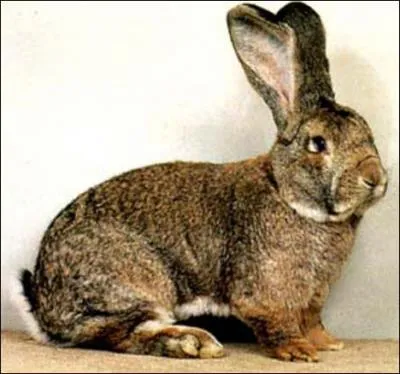 Je peux tre de Garennes et qualifi de nain