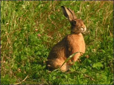 J'ai de grandes oreilles et je suis rapide