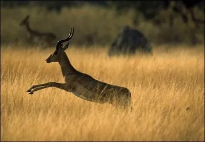 De quel animal s'agit-il ici ?