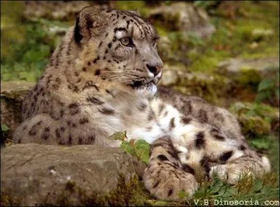 Quelle est cette sorte de lopard ?