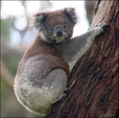 Le koala est un animal endémique de Chine.