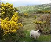 Qui chante Mountains of Mourne ?