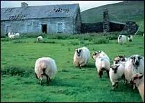 Qui chante Whiskey in the jar ?