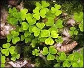 Dans la chanson de Paddy Reilly, quel est le titre complet : The ... Lady ?