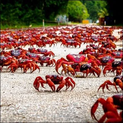 Lequel de ces crabes, &eacute;galement appel&eacute; poupart, est du genre "Cancer" ?