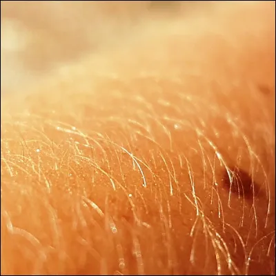 Comment s�appelle la couche superficielle de la peau, form&eacute;e principalement de k&eacute;ratinocytes ?