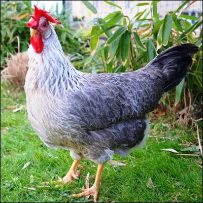 Quel terme d&eacute;signe un appendice charnu chez certains oiseaux, particuli&egrave;rement les gallinac&eacute;es ?