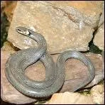 Quel serpent n'est pas venimeux ?