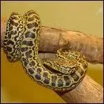 Quelle longueur peut atteindre l'anaconda ?
