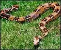 De quel serpent le constrictor est-il une espce ?