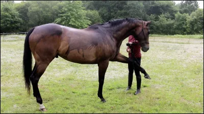 Pour aborder correctement un cheval, il faut :