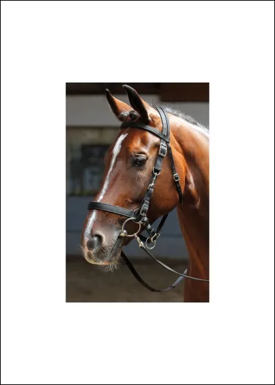 Coche la première étape pour débrider un cheval.