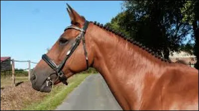 Aimes-tu les pions ?