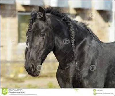 Si tu as répondu "AUTRE" à la question 2 c'est ta question ! Aimes-tu les chevaux tressés ?