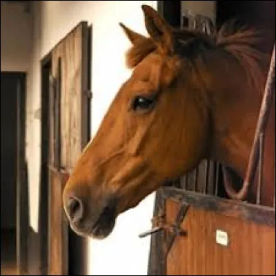 Es-tu plutôt pré, paddock, ou box ?