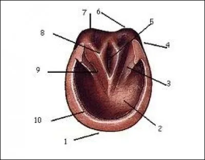 Quelle est la partie du sabot (numéro 6) ?