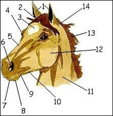 Quiz Galop 3